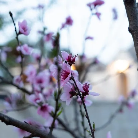 Trulli Magnolia